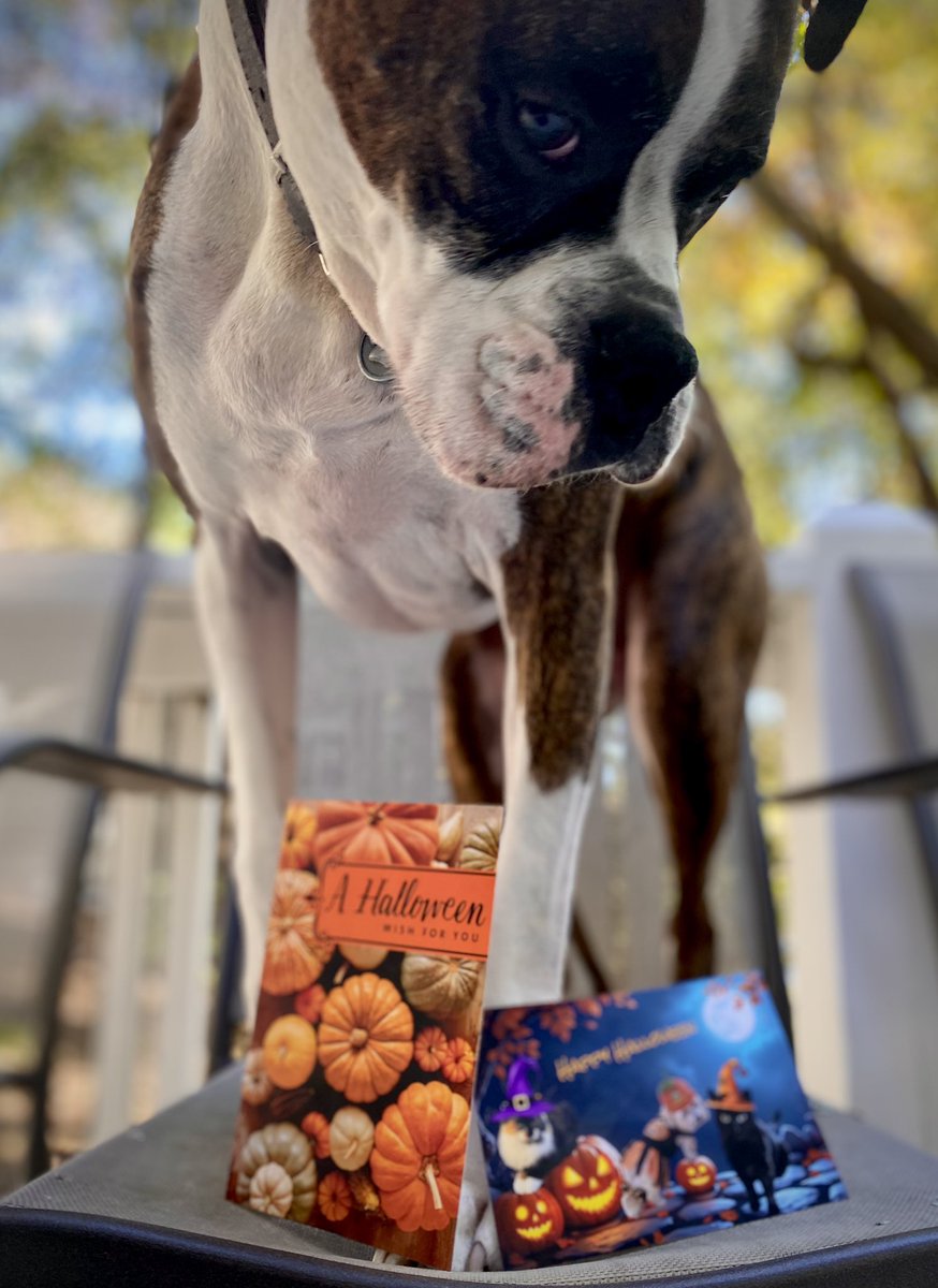 waterfallsrus's tweet image. Gunner was so happy to receive his Halloween card 🎃 and beautiful #spooky picture from our awesome friends Sadie, Mocha, Onyx &amp;amp; Mama! ❤️💌📪 Thank you for being so sweet! 
#DogsofX #pupmail #LoveYou #HappyHalloween