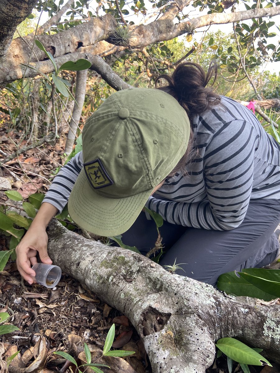 First official postdoc fieldwork 🐸📷 Released a Melanophryniscus setiba right where he was found (I did not touch them without gloves)  The fight to conserve this species will be big, but there’s people ready to fight for these little ones! #Conservation #Amphibians