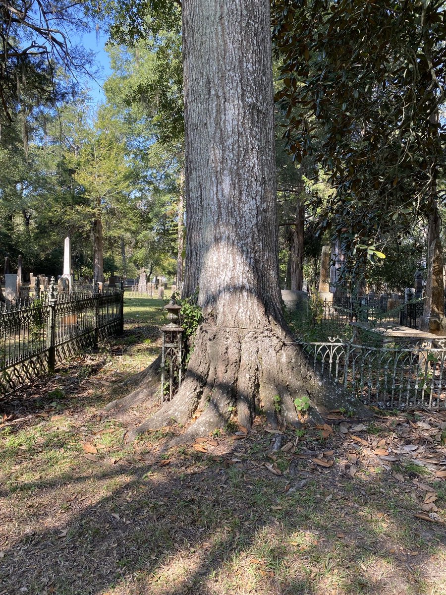 CollinaClaire's tweet photo. Angel from Volney Stamps plot at famed Wintergreen Cemetery in Port Gibson. https://t.co/2DDcYdbyNC