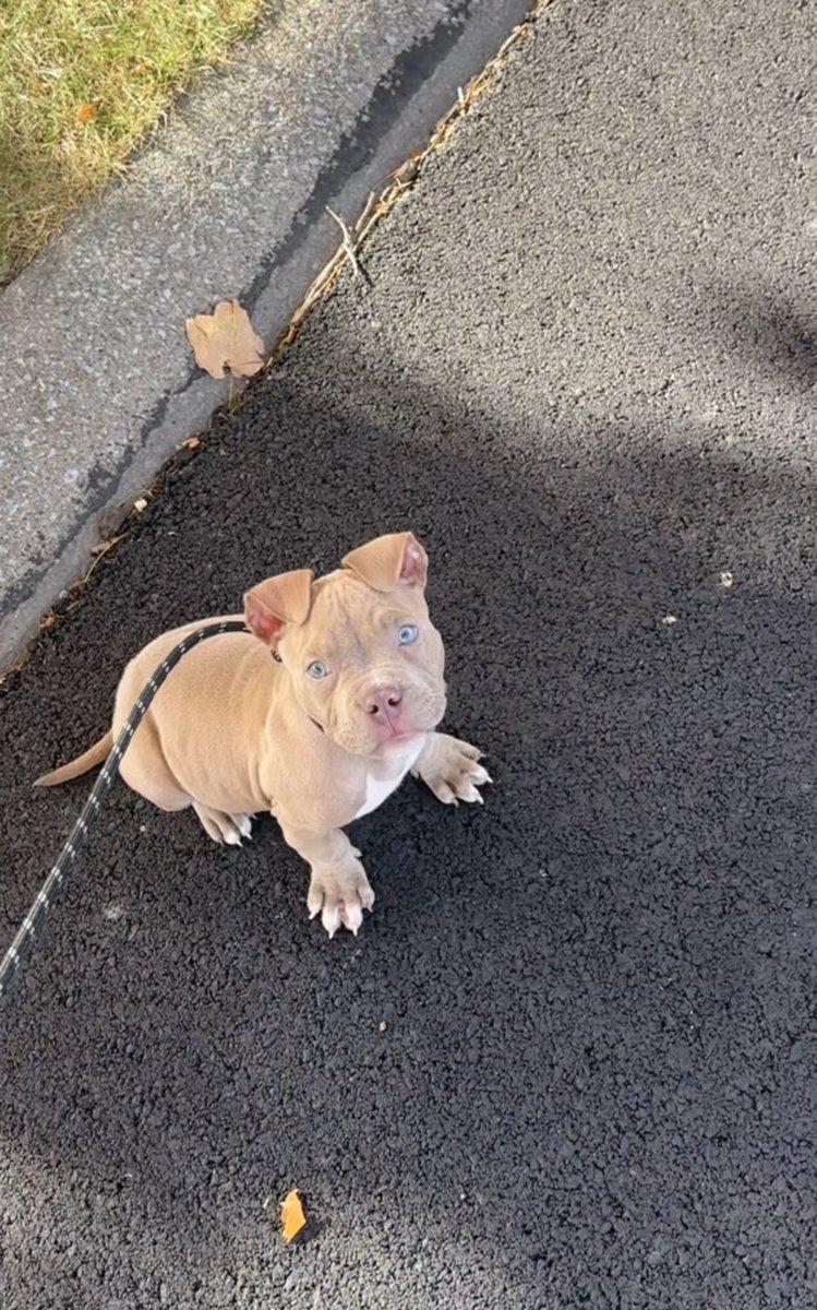 1bigck__'s tweet image. #AmericanBully #BullyBreed 🔥