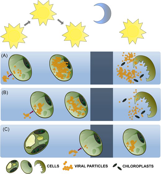 Time of day at which an eukaryotic HAB host becomes infected by a giant virus plays a role in how infection progresses.
academic.oup.com/femsec/article…
