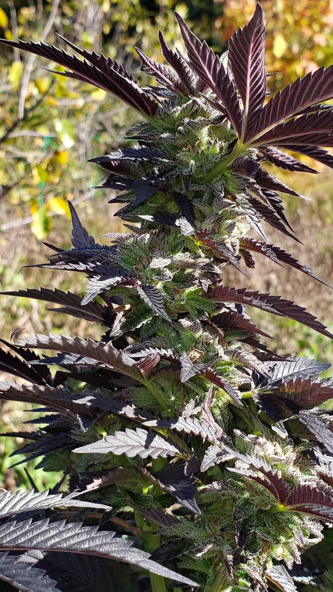 MarijuanaSeeds's tweet photo. Some more amazing outdoor! We love growing #greenavengerseeds! https://t.co/WFG5Qn44mZ