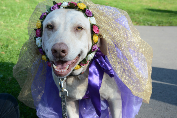 BowWowFunTowne's tweet photo. Halloween is a fun time of year. And if you have a dog, you'd probably like to include him in on the good times. It can be fun and safe by using these ideas...
https://t.co/R1tHrbKK9m https://t.co/4mUqxA0Yda