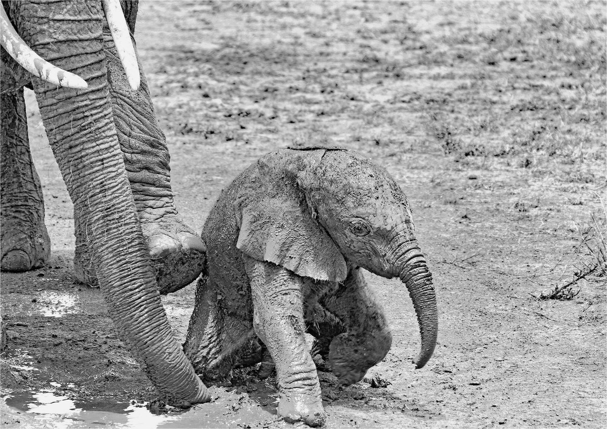 DorkingCamera's tweet image. Our 1st print comp of the year. The judge Tim Morland had 49 images to browse. Club class entries scoring 9 went to: @Callum75: Corfe Castle at Dawn &amp;amp; Julia Forsyth: New Born. 9.5 went to: @Callum75 Meet me at sunset &amp;amp; Helen Bannan_Portrait of an Eurasian Eagle Owl  🧵1/5