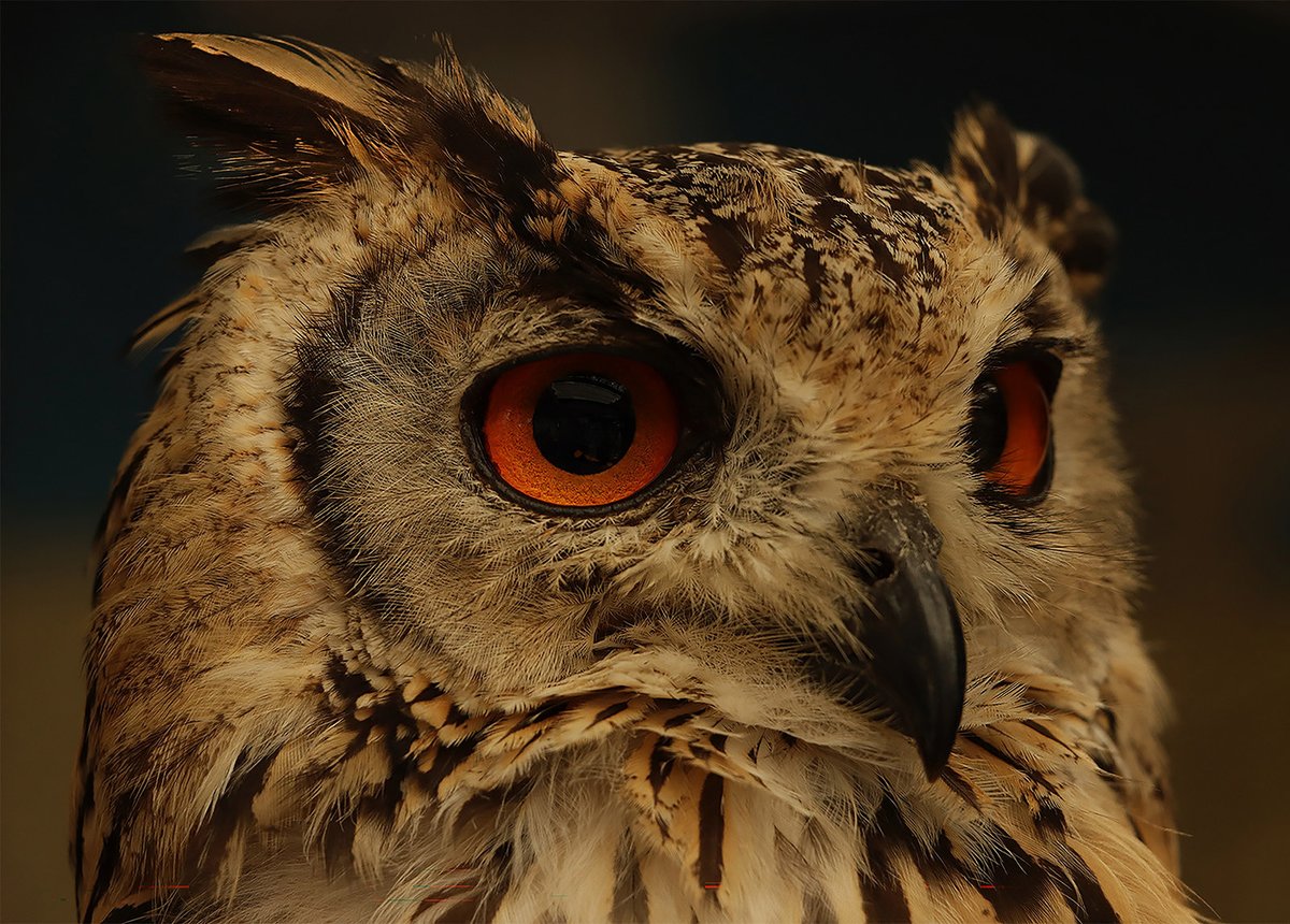 DorkingCamera's tweet image. Our 1st print comp of the year. The judge Tim Morland had 49 images to browse. Club class entries scoring 9 went to: @Callum75: Corfe Castle at Dawn &amp;amp; Julia Forsyth: New Born. 9.5 went to: @Callum75 Meet me at sunset &amp;amp; Helen Bannan_Portrait of an Eurasian Eagle Owl  🧵1/5