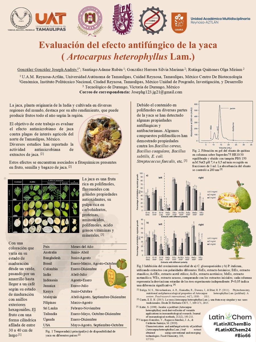 JosephAG23's tweet photo. Hola a @LatinXChemeste es mi póster, el cual lleva como titulo: "Evaluación del efecto antifúngico de la yaca ( Artocarpus heterophyllusLam.)" #LatinXChemBio #Bio66 #LatinXChem24 #SerUAT #UAT #UAMRA #IQUAMRA https://t.co/yxpKLzdwWn