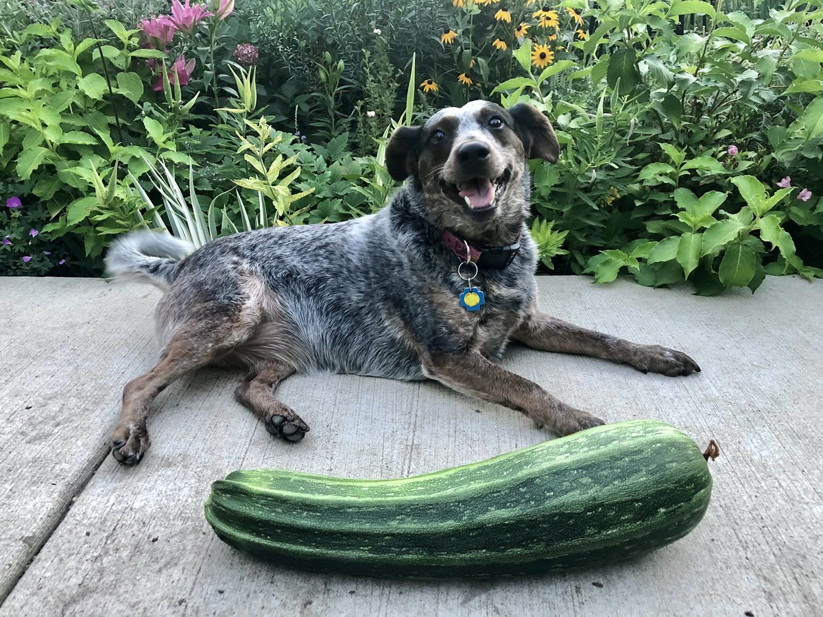 CityMouseGarden's tweet photo. @GardensHour Who need measuring sticks when you have doggos for scale? #WeAreAllZoey #GardenDogs #GardensHour https://t.co/8SaZAWU6p5