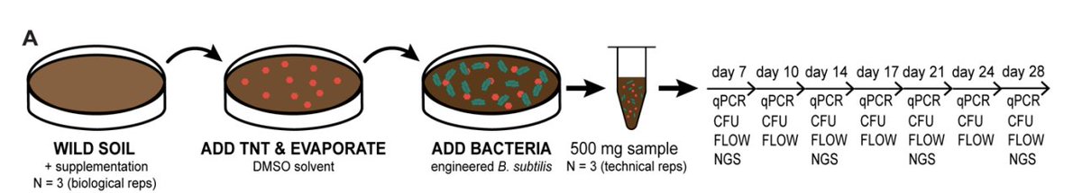 Howard Salis (@hsalis) on Twitter photo NEW preprint 🚨:  We engineered B. subtilis (soil bacteria) to detect TNT explosive inside natural soil with a competitive microbiome. We measured function & persistence over 28 days to answer big Qs. <a href="/ErinEssington/">Erin Essington</a>'s first of many papers on this topic!
biorxiv.org/content/10.110… NEW preprint 🚨:  We engineered B. subtilis (soil bacteria) to detect TNT explosive inside natural soil with a competitive microbiome. We measured function & persistence over 28 days to answer big Qs. <a href="/ErinEssington/">Erin Essington</a>'s first of many papers on this topic!
biorxiv.org/content/10.110…