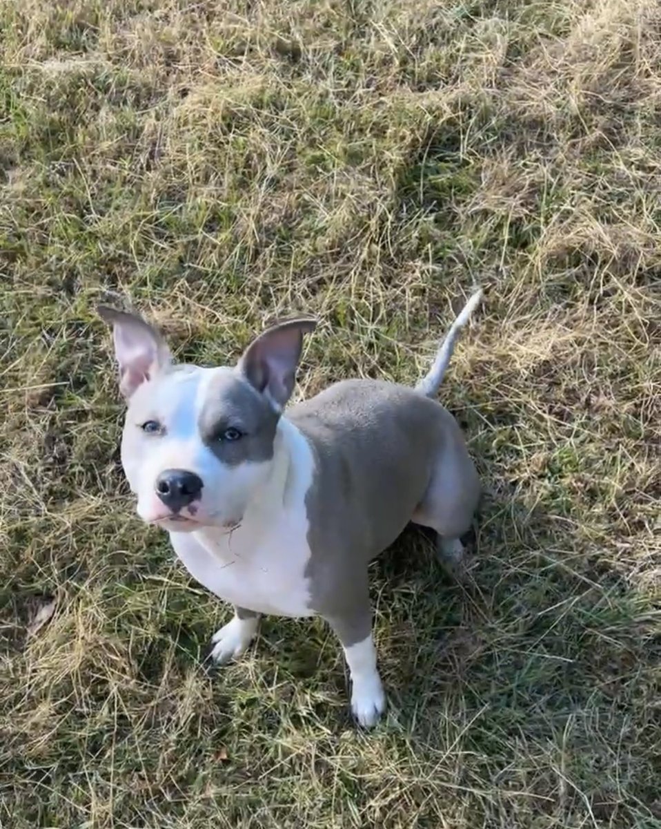 hotcheezemonkey's tweet photo. One thing about our pup, she’s gonna get lots of treats just because she’s cute and we love her. https://t.co/gyGLYWTGmQ