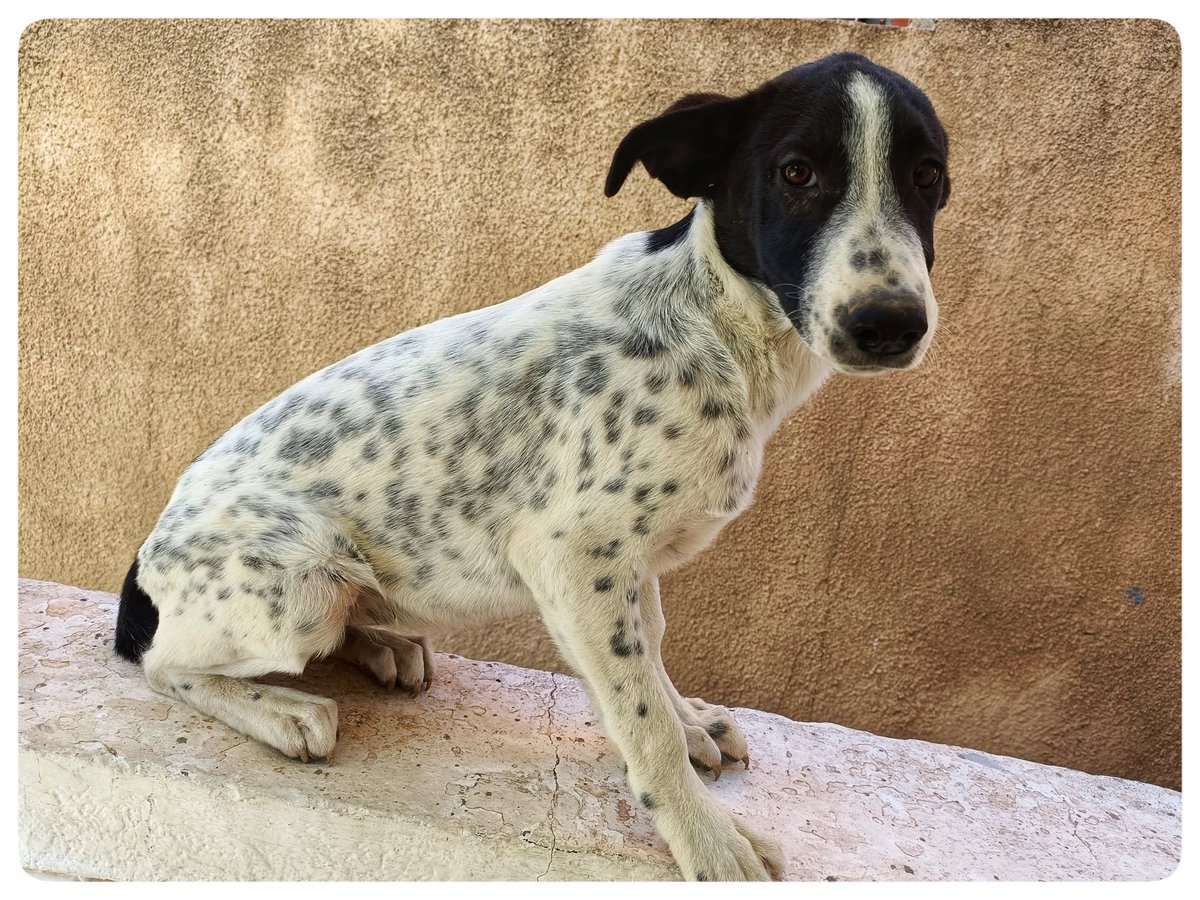 happybarkfr's tweet photo. @Phil_Sledge Not my pets but I received these photos today from the vet about the dogs I’m trying to rescue 🥹 https://t.co/DSyhw1wv99