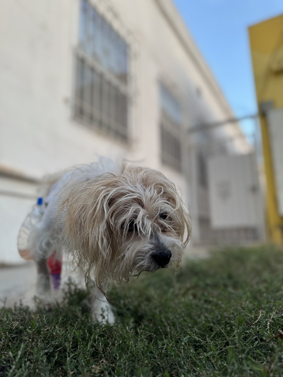 TactixFC's tweet photo. The doctors had found an intestinal tumor that had gotten infected, and did not know if he’d survive the surgery. He did. 

Now we have to fight the oncology fight next &amp; I need y’all help. Please run this up &amp; share this thread or gofundmelink with anyone https://t.co/KoCHpFzofV
