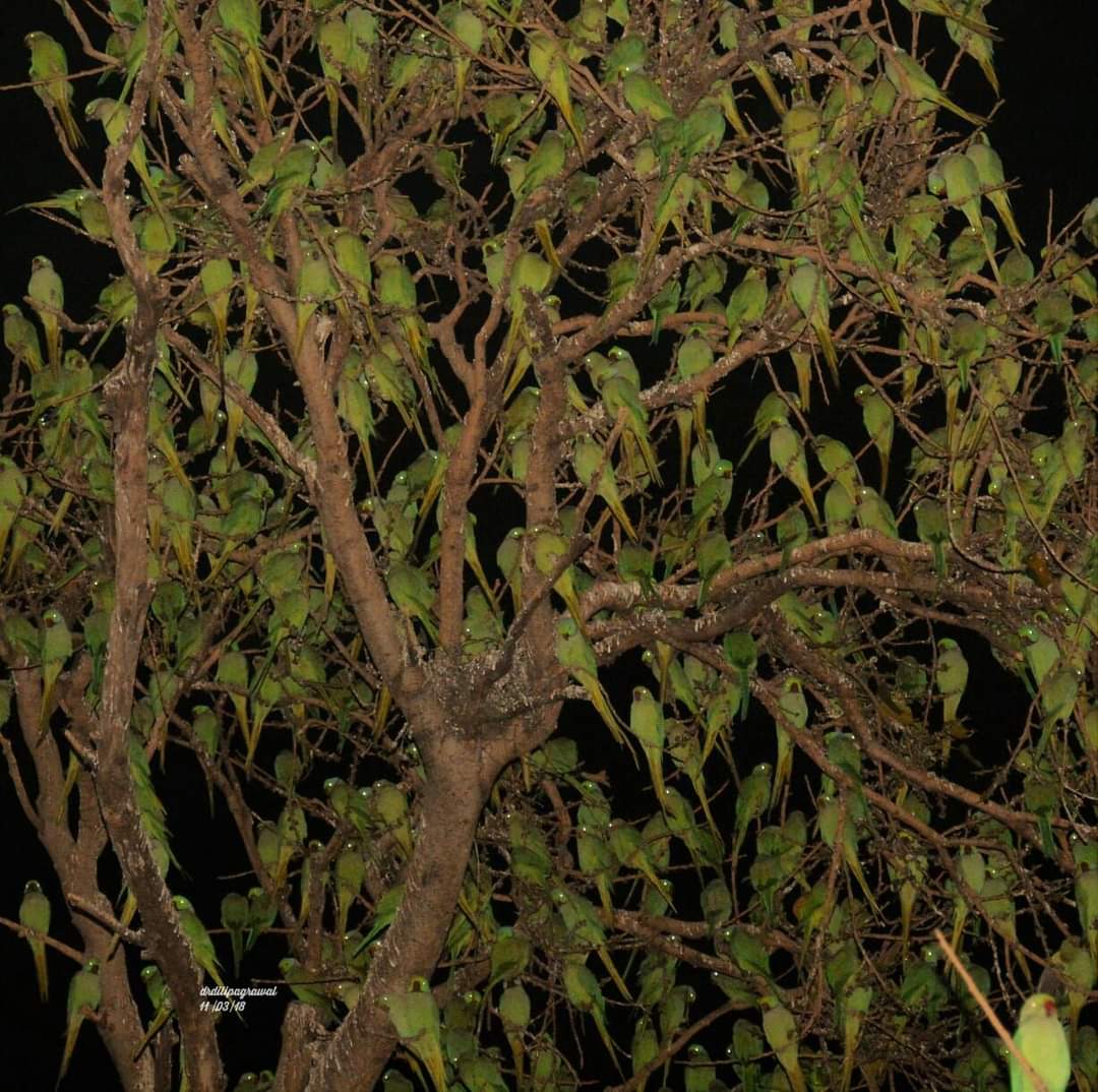 هذه الشجرة ليس لها اي اوراق
الصورة اخذت بكاميرا الرؤية الليلية
كبر الصورة ومتع عينيك