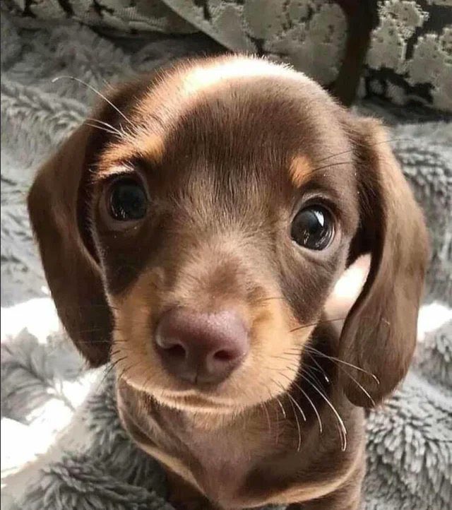 this dog is asking u to save tier 2 valorant and if u ignore this tweet he will be really really sad