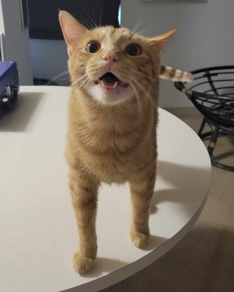 Three Fates Collective / YATGITH Pod tweet media