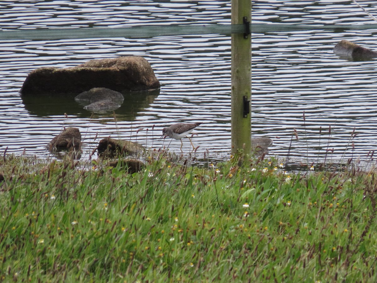 It's not every day that a Lesser Yellowlegs appears in front of me , but today was the day on the Great Pool, Tresco. It was always distant but good all the same. We also saw Hoopoe, 8 Whooper Swans, flocks of Cory's, 3 Yellow-browed Warblers and Firecrest. A very good day indeed