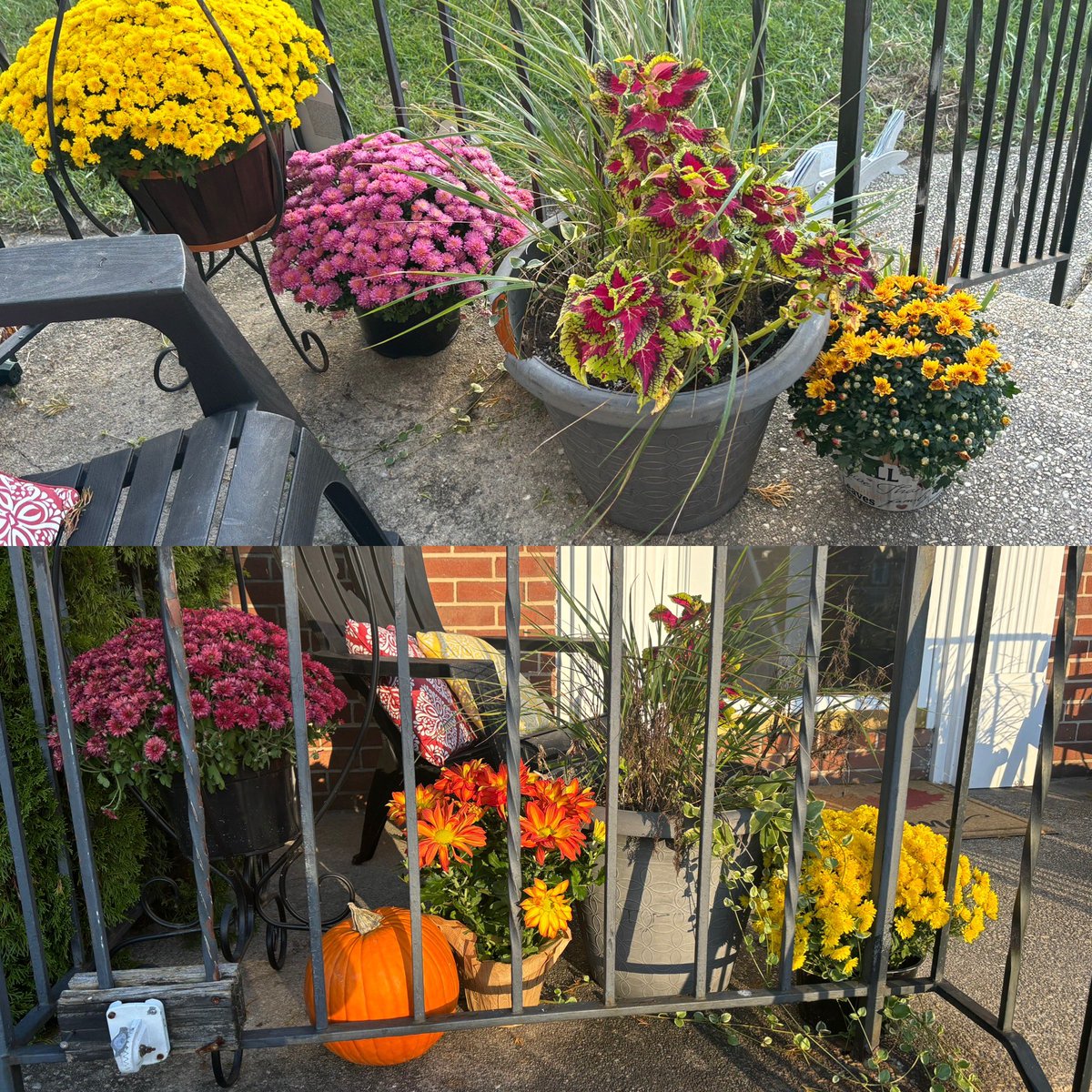 Mandy Shanks tweet media