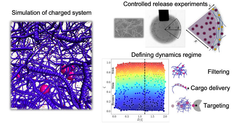 acsnano's tweet photo. Numerical simulations and experimental observations on the diffusion and interaction dynamics of charged #nanoparticles within a polymer network reveal three distinct stick, slide and bounce dynamic regimes. #DrugDelivery @KTHuniversity

#OpenAccess: https://t.co/PBSpHFhEzM https://t.co/SeJqldtkzS