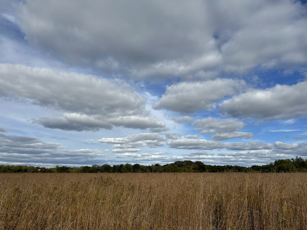 Tallgrass prairie on a late fall afternoon in Ontario