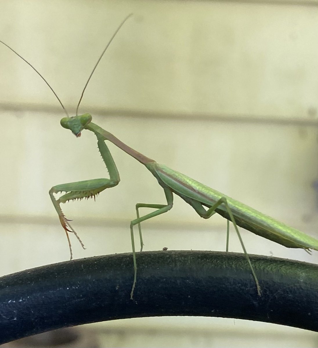 Had to get a photo of this really cool guy  in my yard today. Love the eyes. Think it’s a Praying Mantis