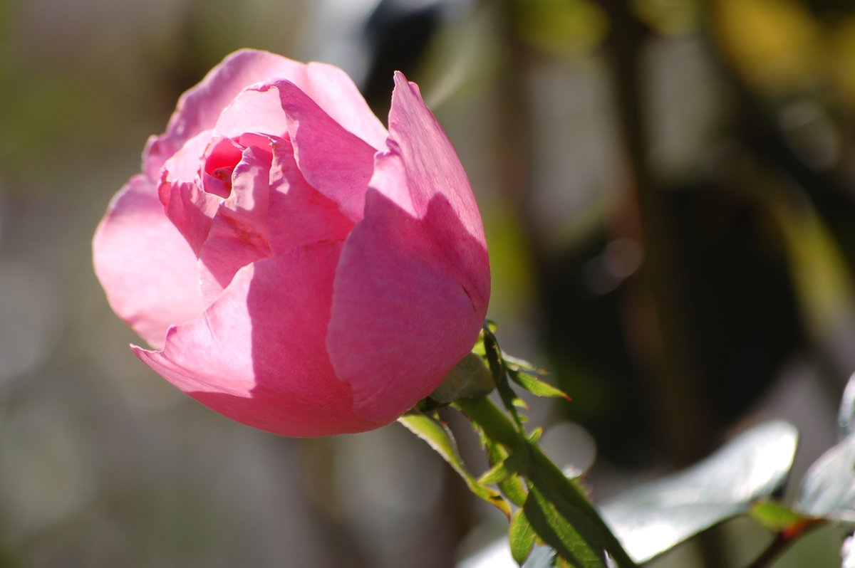 #寫眞倶楽部 #photography #ファインダー越しの私の世界