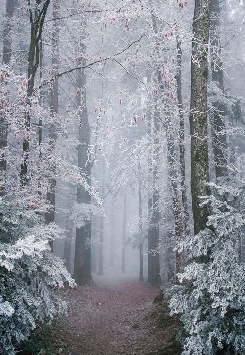 in the winter forest.