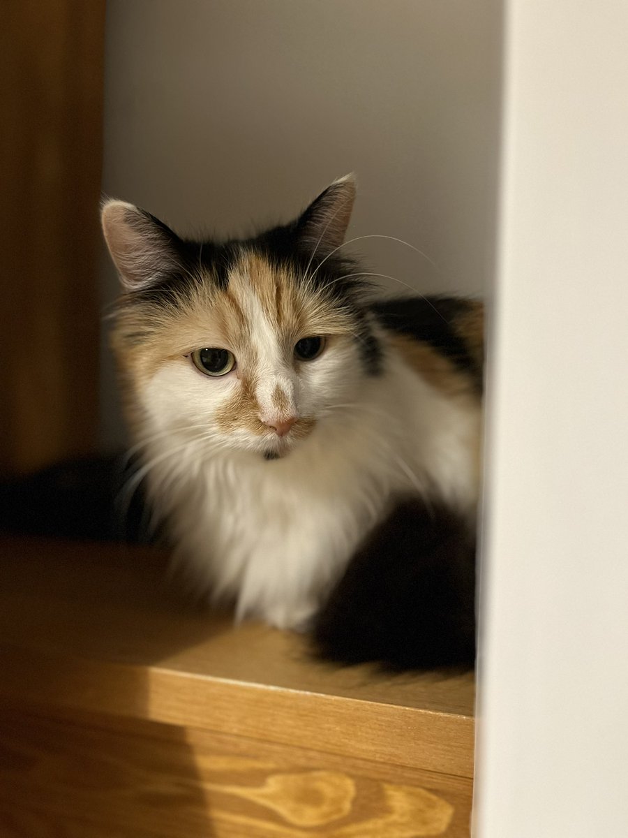 EJM1978's tweet image. My girls… #justbecause #CatsOfX #emmy #nala