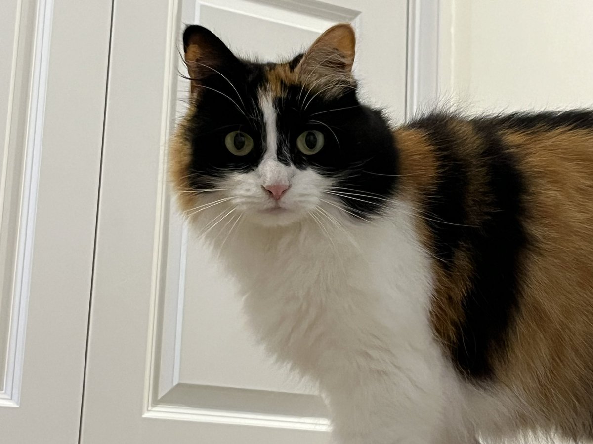 EJM1978's tweet image. My girls… #justbecause #CatsOfX #emmy #nala