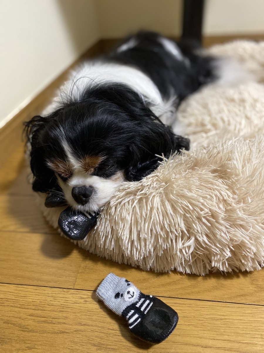 okaaahan's tweet photo. れっちゃんの靴下買ってもらいました
サイズ合わせてもらったけど
やっぱり脱げちゃいます(笑
脱げ防止のマジックテープ付いてたけど
そこまでしなくてもいいかな、と

#れれれのれっちゃん
#レム
#靴下
#肉球お手入れ後に
#履くだけだから
#脱げてもいいや
#サイズ合わせたのに
#小さめ
#なぜじゃ https://t.co/ix6bAhsZzi