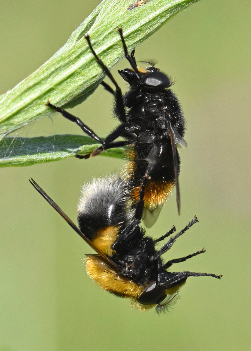 Raymond Cannon tweet media