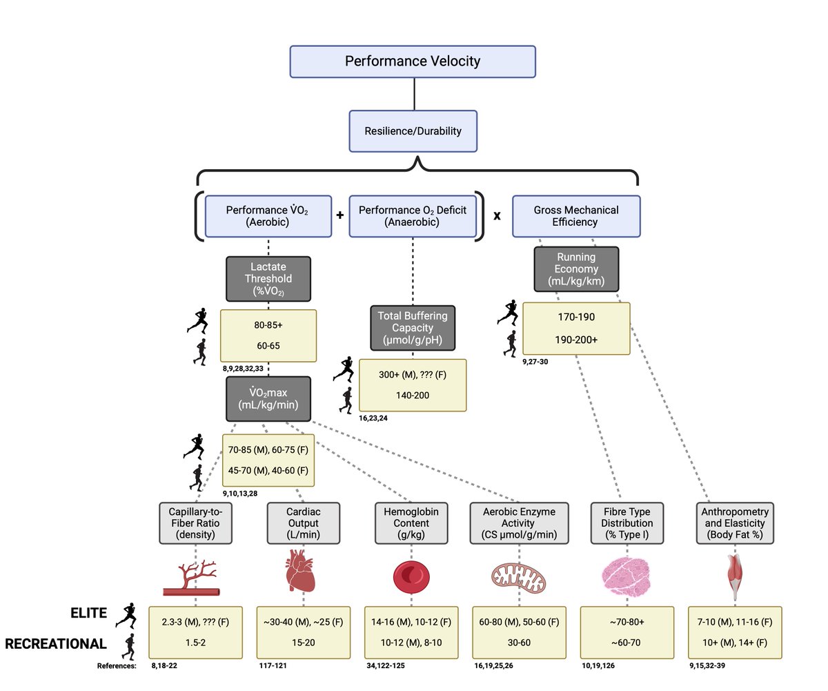 Unsurprisingly, there is a world of difference between recreational athletes &amp; their elite counterparts. We've used the Joyner model for performance to highlight some of the key phenotypic adaptations between these individuals collated from the literature (4/4).