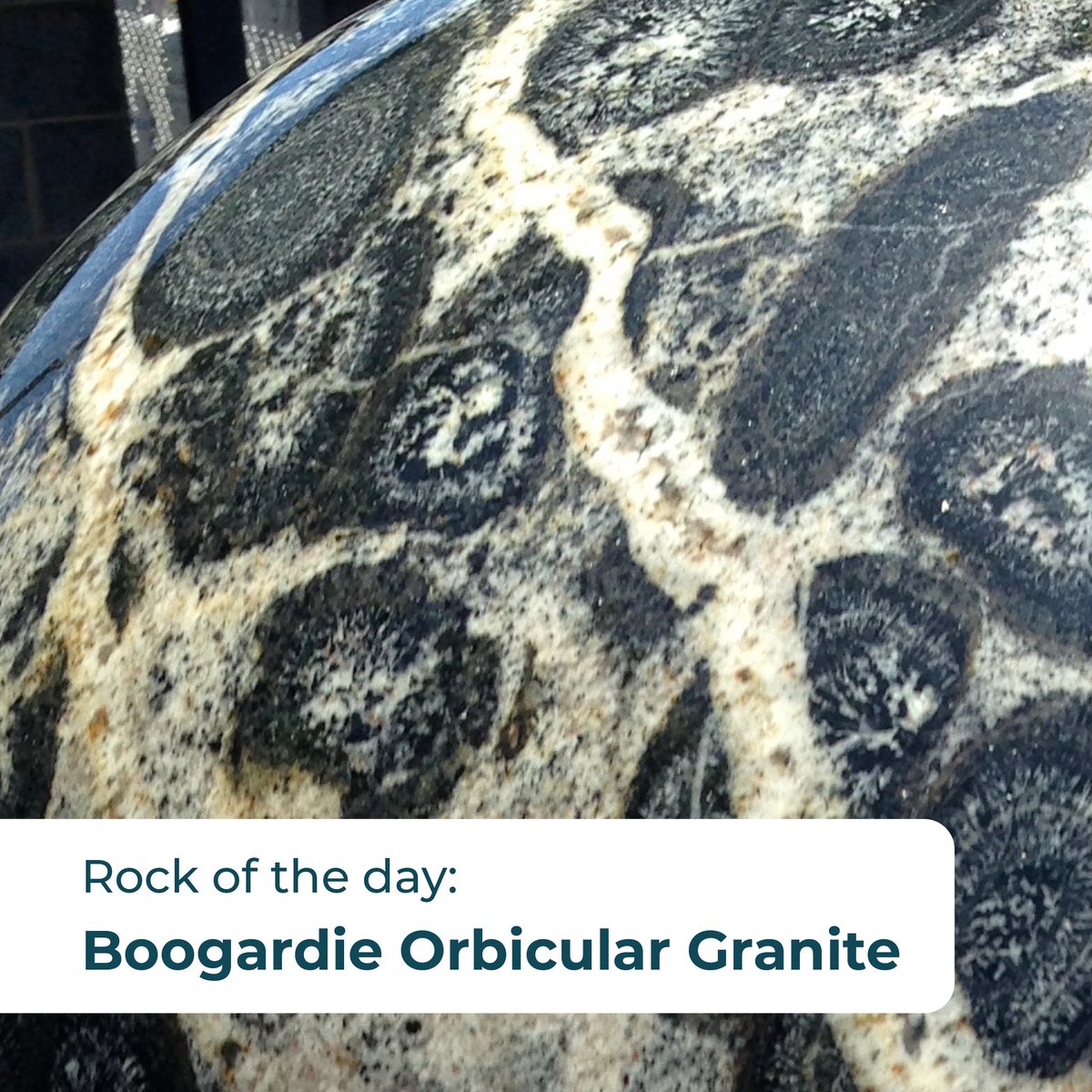 Did you know? This rare granite was formed 2.6 billion years ago in Western Australia’s Yilgarn Craton. 🌑 Each orb is a masterpiece of minerals, making Boogardie Orbicular Granite highly prized for their unique beauty and durability. 🌍