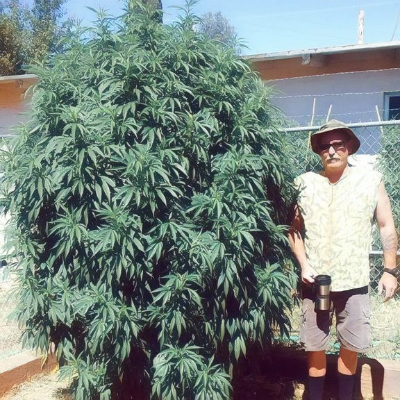 Hail Mary Jane: Defense Attorneys Argue Cannabis Classification Unconstitutional in High Profile Shasta County Marijuana Case
anewscafe.com/2024/10/14/red…