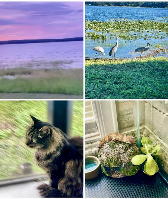 🐈🦎 🐦&zwj;⬛🌾🪷 https://t.co/zCWpDqg3mK<a href="/tag/scissorhold"class="tags"><span>#scissorhold</span></a>