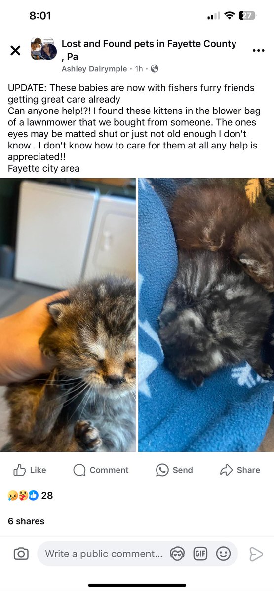 FFFOFPA's tweet photo. 2 more little ones came into rescue this evening! They were found in a lawn mower bag that was purchased at a flea market 3 days ago 🙀 The finders kept hearing noises, but couldn’t find where they were coming from until tonight 🥺 #KittensOfTwitter #rescue https://t.co/gMs7J1R59k
