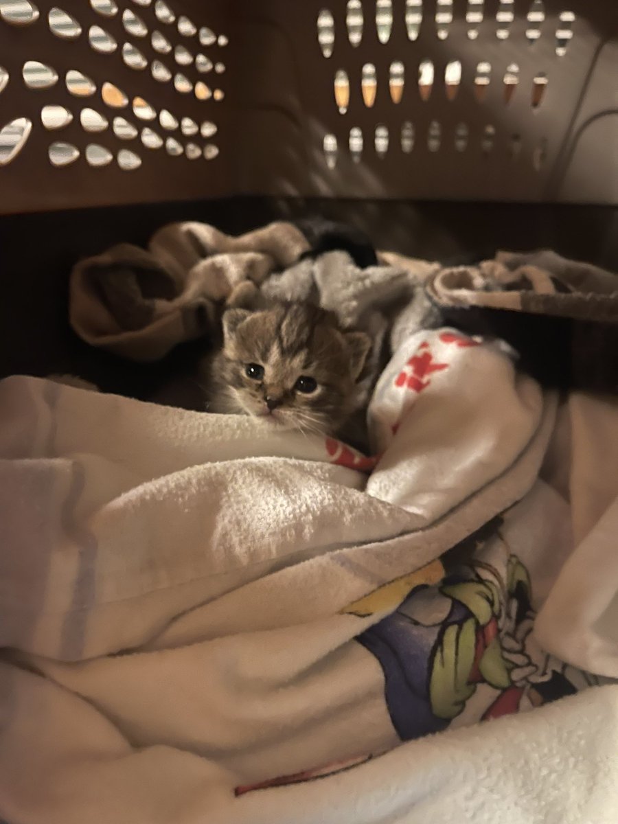 FFFOFPA's tweet photo. 2 more little ones came into rescue this evening! They were found in a lawn mower bag that was purchased at a flea market 3 days ago 🙀 The finders kept hearing noises, but couldn’t find where they were coming from until tonight 🥺 #KittensOfTwitter #rescue https://t.co/gMs7J1R59k