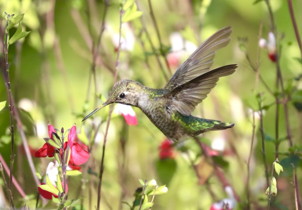This shot was taken yesterday.  The hot lips plant is almost finished for the year.   This little Anna #hummingbird has been getting plenty of pollen from it, as you can see on her beak.   #birdlover #birdtwitter #backyardbirding #bif