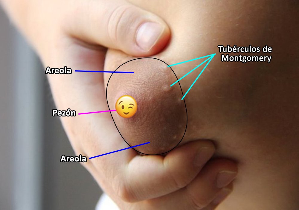 Tubérculos de Montgomery: Muchas mujeres no saben lo que son y llegan a pensar que es alguna espinilla o barrito que llega a salir.

Los tubérculos de Montgomery son los granitos que podemos encontrar en el área pigmentada que rodea al pezón, la areola.

En el embarazo toman la