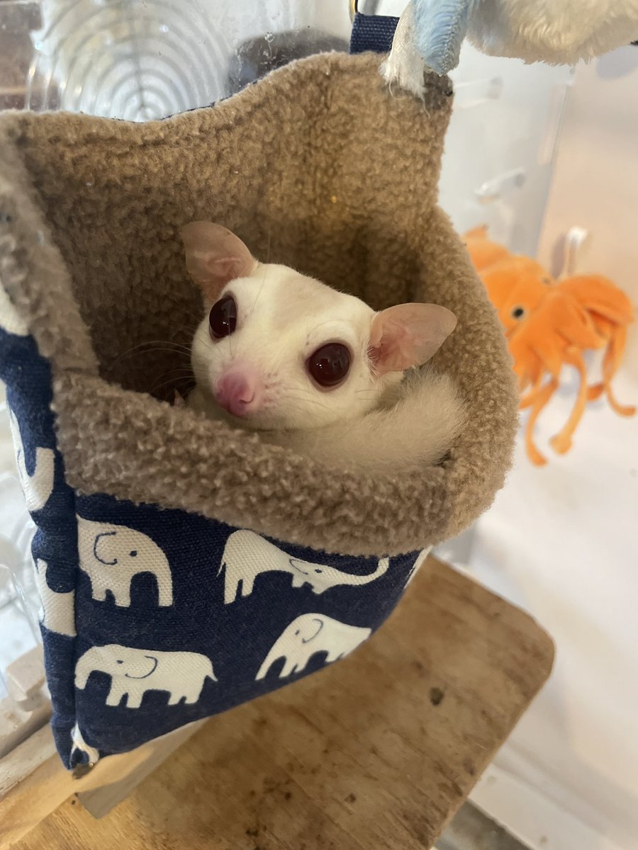 HamstarMelon's tweet image. 飼い主がUPサボりまくってますが
ペグちゃんもハグちゃんも元気です✨

#ペグちゃん
 #ハグちゃん
#フクロモモンガ