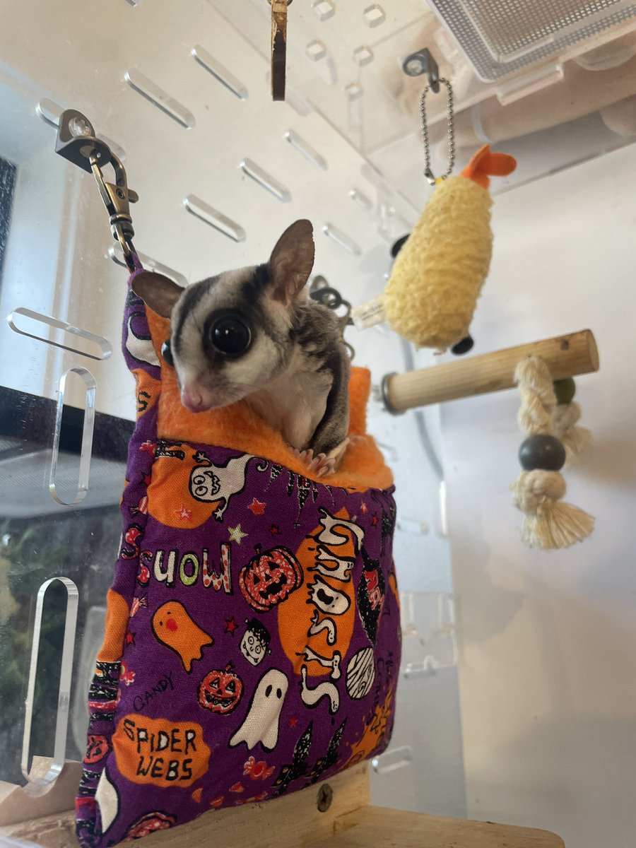 HamstarMelon's tweet image. 飼い主がUPサボりまくってますが
ペグちゃんもハグちゃんも元気です✨

#ペグちゃん
 #ハグちゃん
#フクロモモンガ