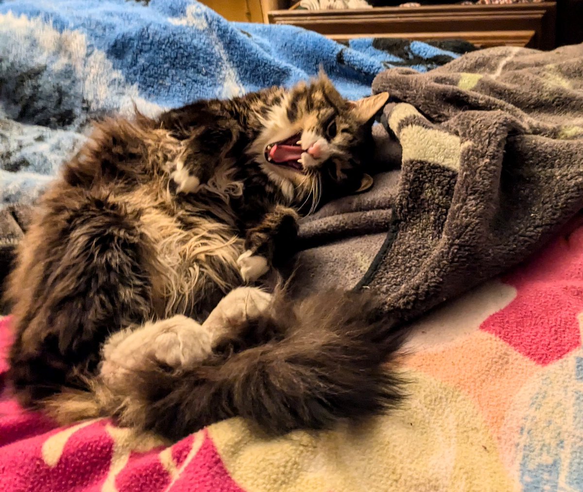 Crapsuit's tweet photo. I didn't know he was gonna yawn he just looked cute and fluffy and I wanted a pic aaaaahhh https://t.co/SHpYv5PBpf