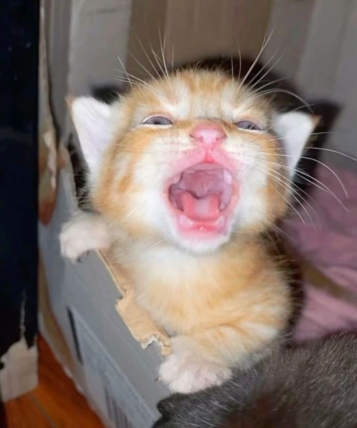 Catsillyness's tweet photo. No teef! https://t.co/KavPKqNEbH
