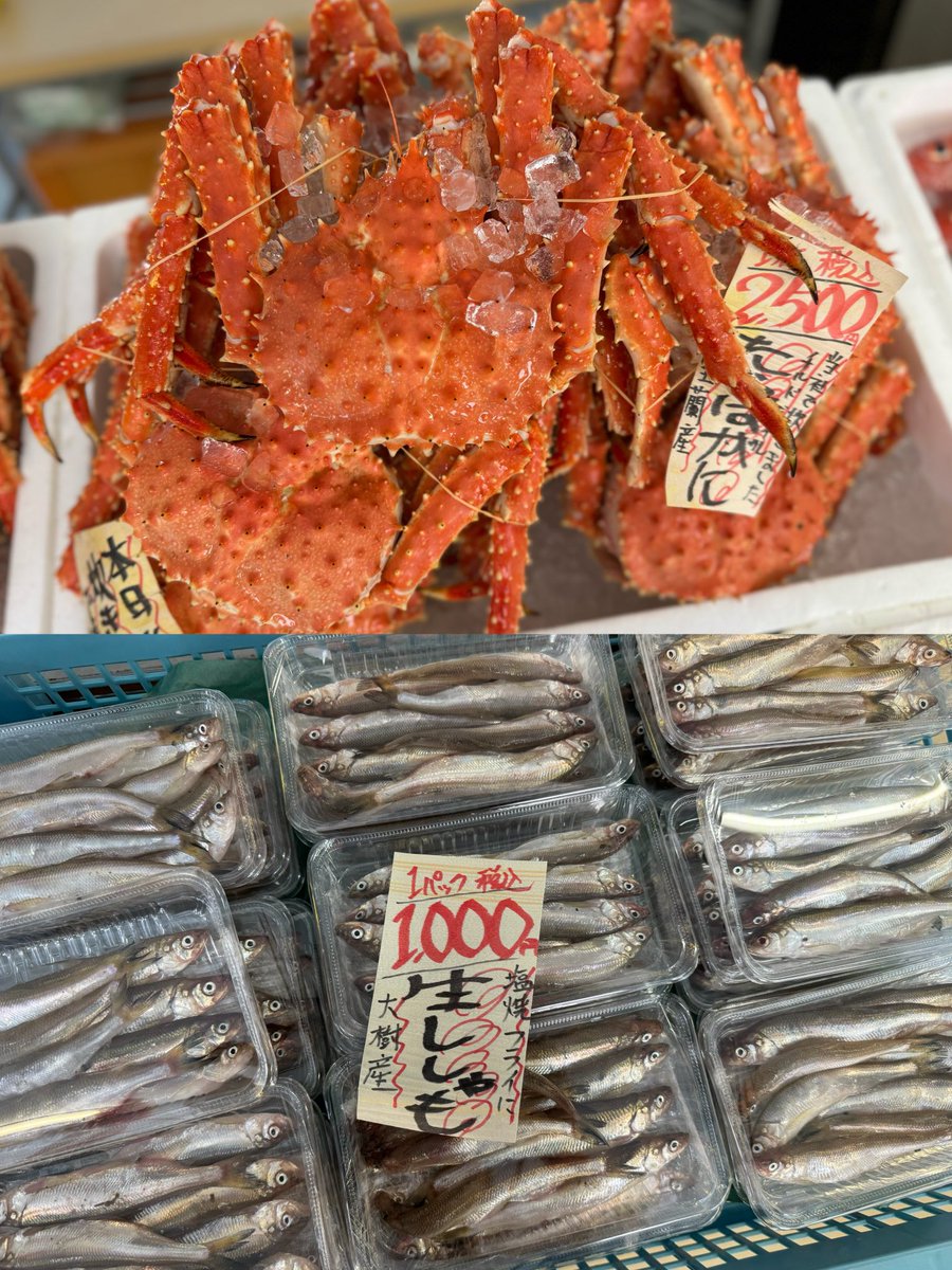 marusenkimuraya's tweet photo. おはようございます️️️⛅️

10月15日火曜日
本日のおすすめ👀

北海道産 生筋子
100g 880円 いくらに🌟🌟

登別産 ずわいがにむき身
1パック 800円 早い者勝ちですミ[ﾟ ﾟ]ミ

室蘭産 タラバガニ
1杯 2,000円〜 本日当社で炊きました🦀💭

大樹産 生ししゃも
1パック 1,000円 塩焼き、フライに🌟 https://t.co/pNYMtLYkEi