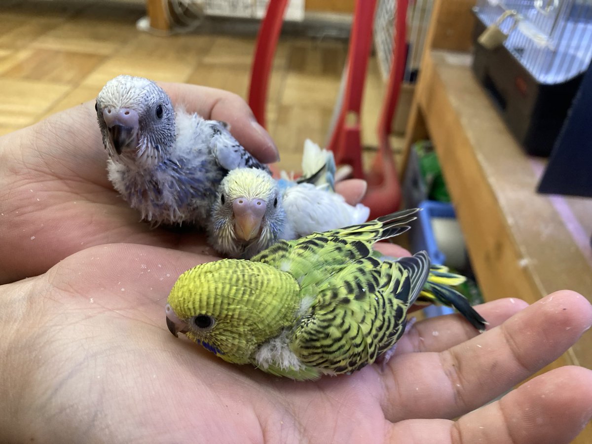 enchokomagoe's tweet photo. 小動物コーナー
【新入荷】
ブルーサファイアハムスター♂
パールホワイトハムスター︎︎ ♀
セキセイインコ ヒナ

 #エンチョー  #ホームアシスト  #ペット  #小動物  #ハムスター  #セキセイインコ  #インコ https://t.co/wMgj9Dyl37