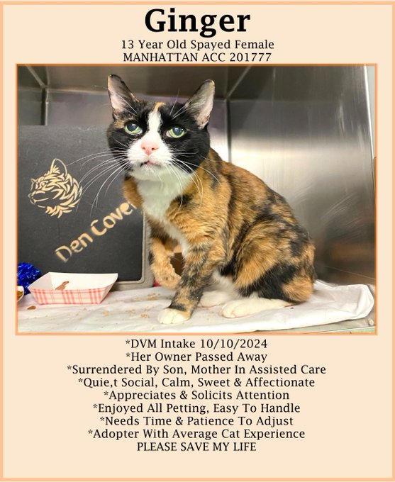 PeterAskin1's tweet photo. Old Ginger's owner died
& to escape she'll need a guide!
This girl has bad teeth I see
but they can be fixed it seems to me!
If in #NewYork & her adopter kind
she is a doll you will find!
Or pledge & heed the call
& save her from an awful fall! π
Tag @sachikoko with pledges!
VERY URGENT!
