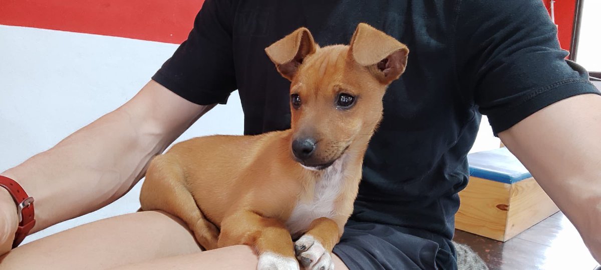 GuadaMartinR's tweet photo. Este cachorrillo necesita un hogar, cualquier consulta por md!!!! 🥲🥲 https://t.co/FVjabk3hg9
