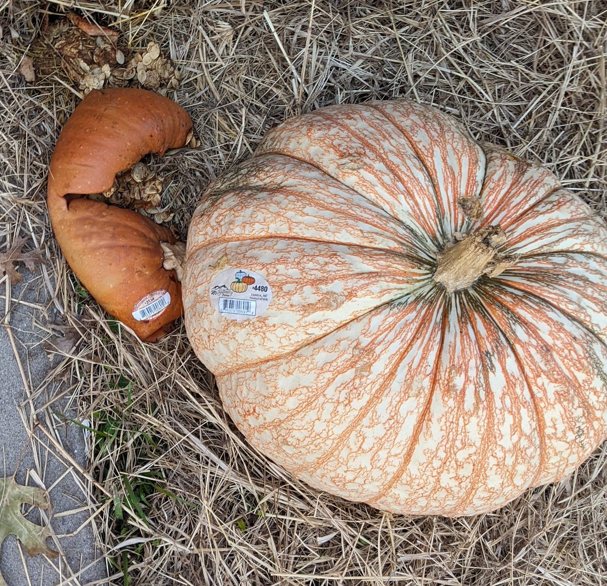 Who would go and smash these things?? I swear, the world is a vampire.