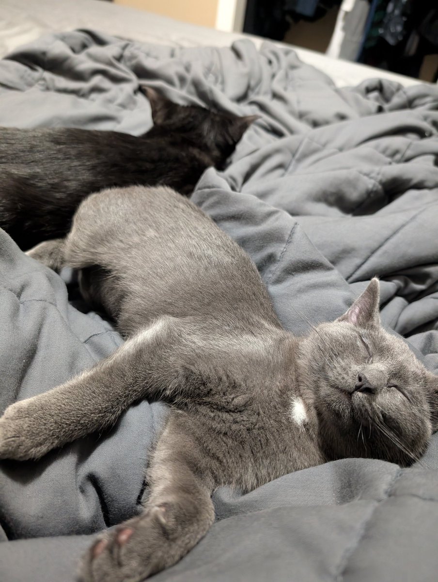 Misha and Dimitri all tuckered out.

#ShelterKittens  #Misha #Dimitri