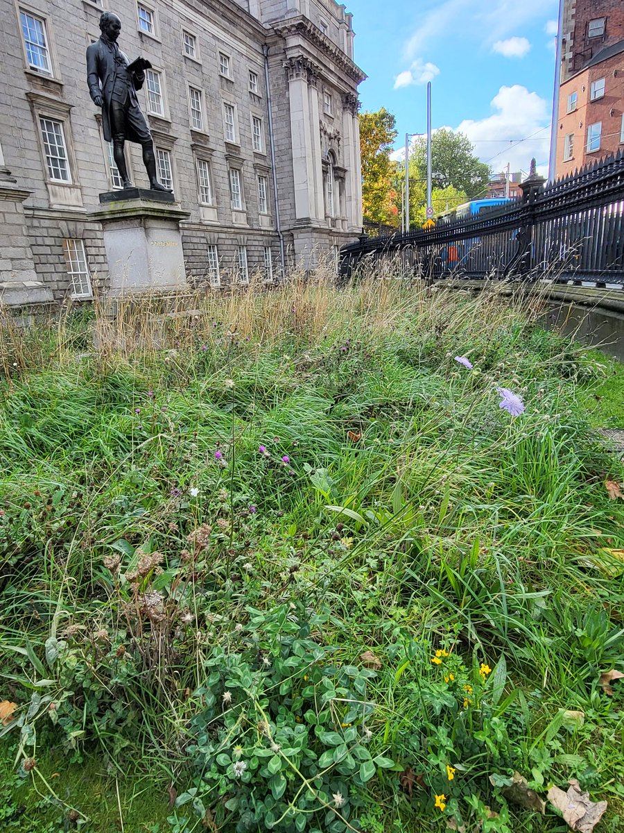 Eoghan Daltun 🌍 (@irishrainforest) on Twitter photo Whenever I'm up in Dublin, it's always a joy to see the wildflowers in <a href="/tcddublin/">Trinity College Dublin</a>, with big pollinator hits like knapweed, bird's foot trefoil, + yarrow.
It may not be everyone's cup of tea, but that's the point: in a worsening biodiversity crisis, it's *mind-shifting*. Whenever I'm up in Dublin, it's always a joy to see the wildflowers in <a href="/tcddublin/">Trinity College Dublin</a>, with big pollinator hits like knapweed, bird's foot trefoil, + yarrow.
It may not be everyone's cup of tea, but that's the point: in a worsening biodiversity crisis, it's *mind-shifting*.