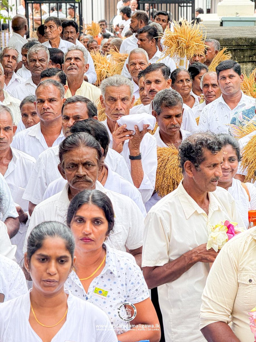 SriDalada's tweet photo. The first harvest of the “Yala Season” was offered to the Sacred Tooth Relic. The meritorious act of offering the first harvest of the “Yala Season” called the “Siri Dalada Yal Aswanu Pooja” took place today (Oct.15) at the temple of the Sacred Tooth Relic. #SriDaladaMaligawa https://t.co/wEMQGYi4fU