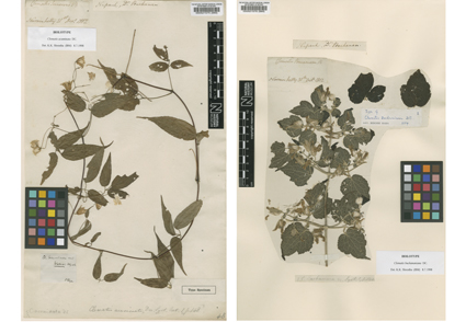 Typification of six de Candolle names in the genus Clematis (#Ranunculaceae) 
phytotaxa.mapress.com/pt/article/vie… 
#Taxonomy